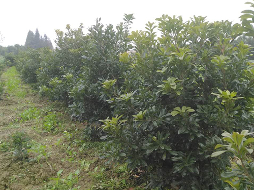 杨梅苗基地