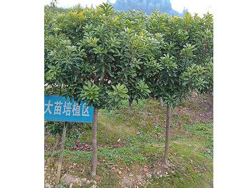 杨梅苗基地