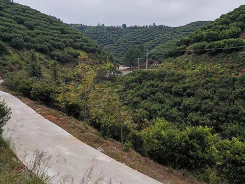 部分杨梅苗基地