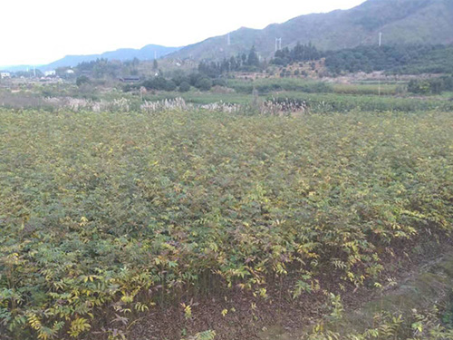 青钱柳基地一角
