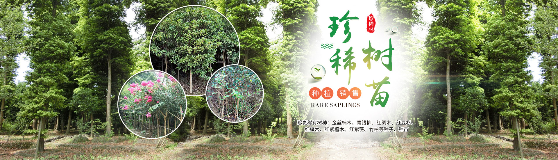 靖州县珍稀林果种业_怀化杨梅苗|珍稀树苗|香樟|桂花苗