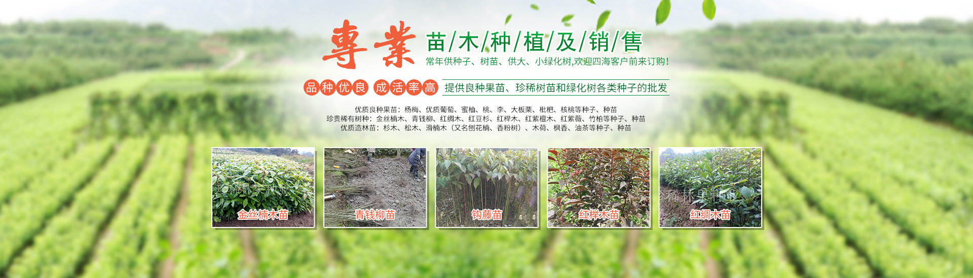 靖州县珍稀林果种业_怀化杨梅苗|珍稀树苗|香樟|桂花苗