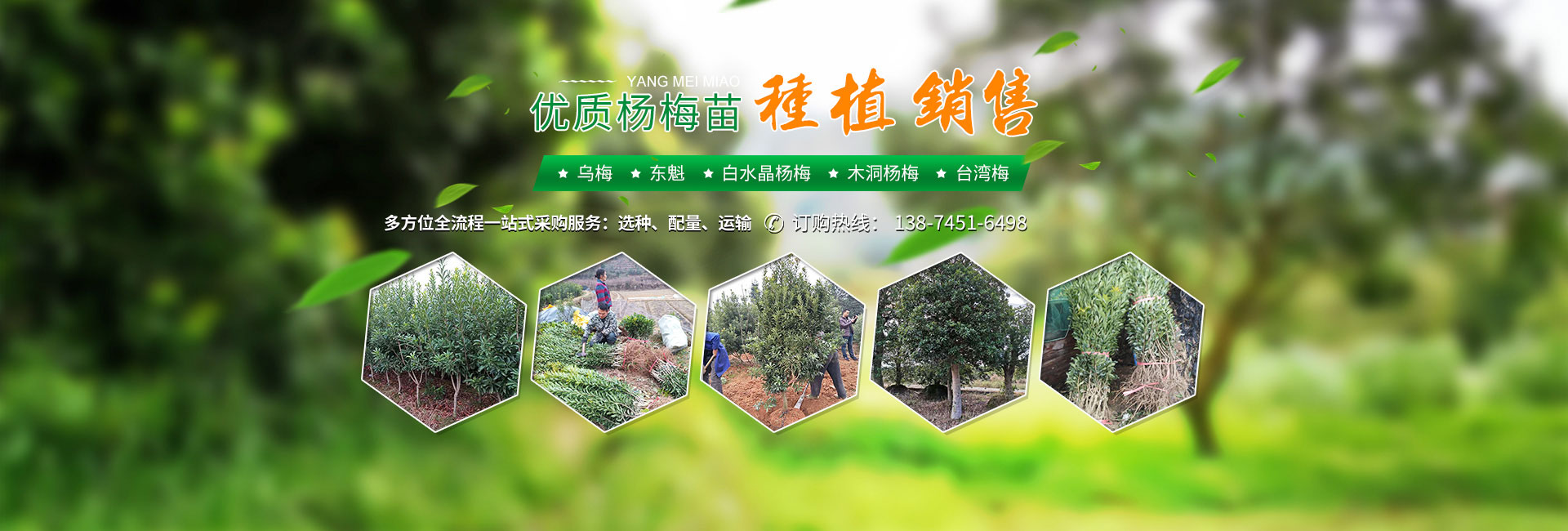 靖州县珍稀林果种业_怀化杨梅苗|珍稀树苗|香樟|桂花苗