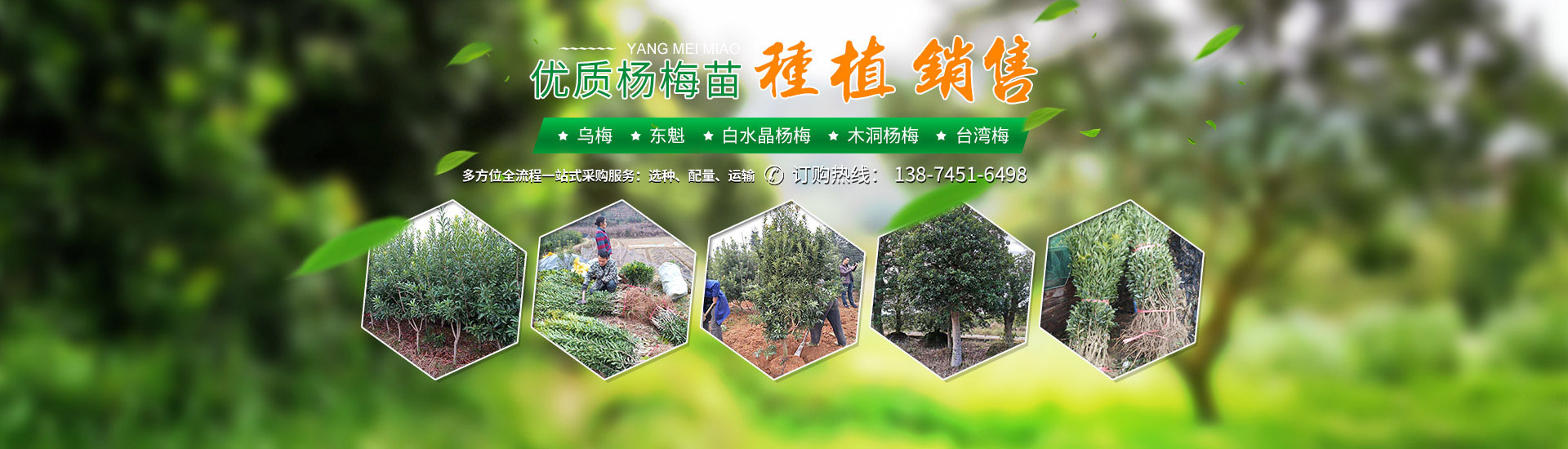 靖州县珍稀林果种业_怀化杨梅苗|珍稀树苗|香樟|桂花苗