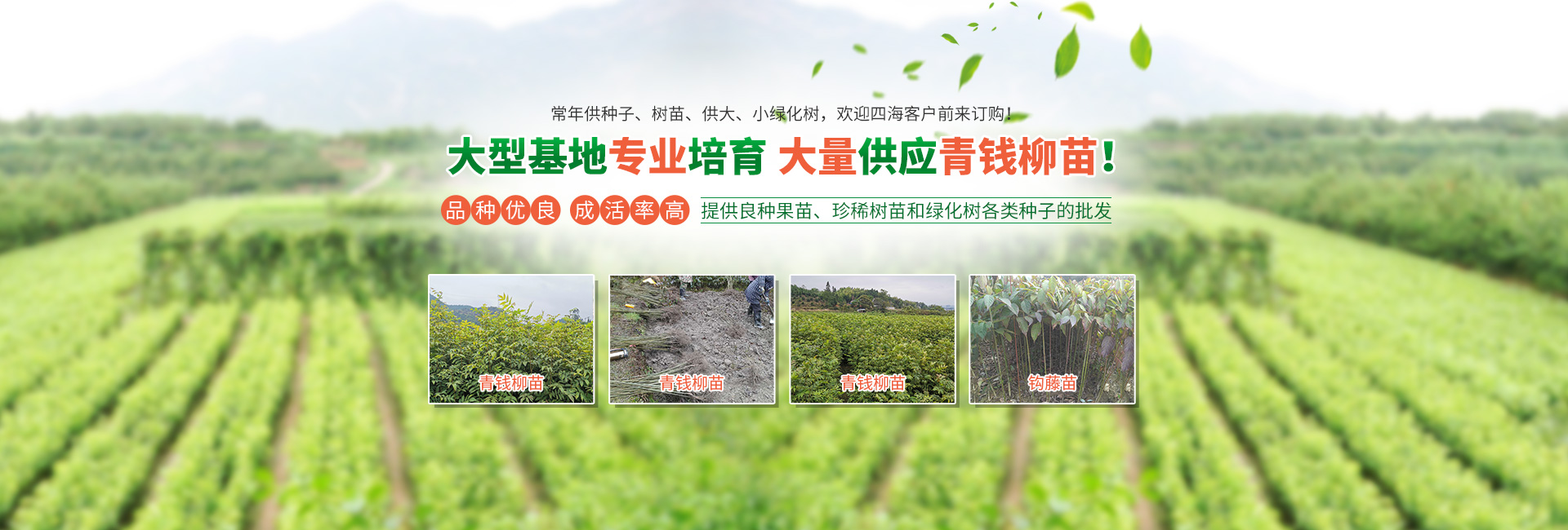 靖州县珍稀林果种业_怀化杨梅苗|珍稀树苗|香樟|桂花苗