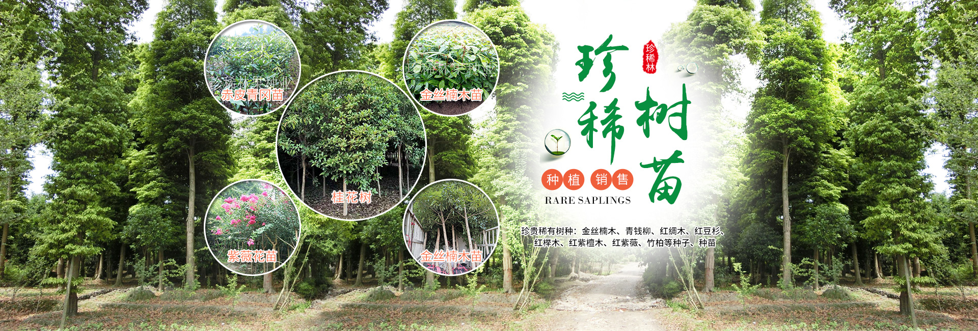 靖州县珍稀林果种业_怀化杨梅苗|珍稀树苗|香樟|桂花苗