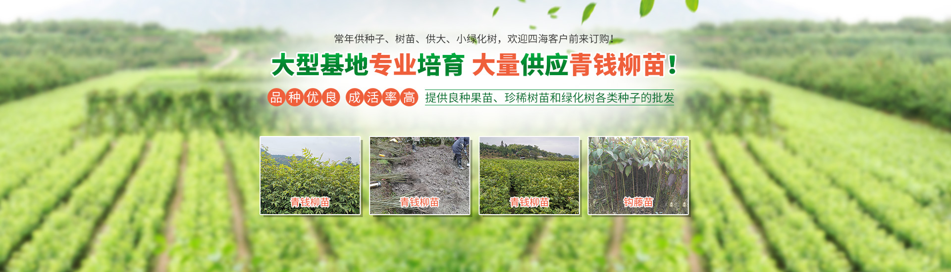 靖州县珍稀林果种业_怀化杨梅苗|珍稀树苗|香樟|桂花苗