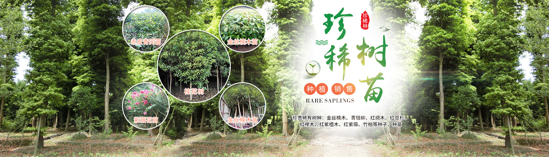 靖州县珍稀林果种业_怀化杨梅苗|珍稀树苗|香樟|桂花苗